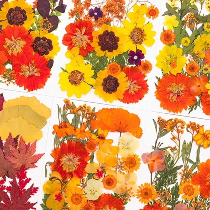 زهرة مجففة مضغوطة لقوالب الرات - مراجعة Art Craft Leaves وسعره