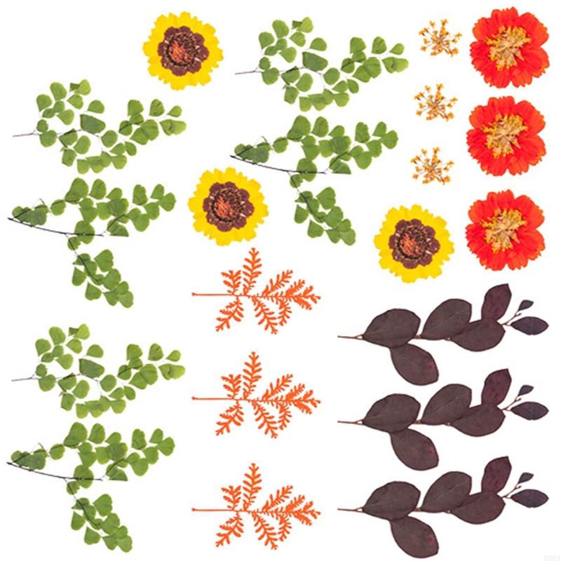 زهرة مجففة مضغوطة لقوالب الرات - مراجعة Art Craft Leaves وسعره